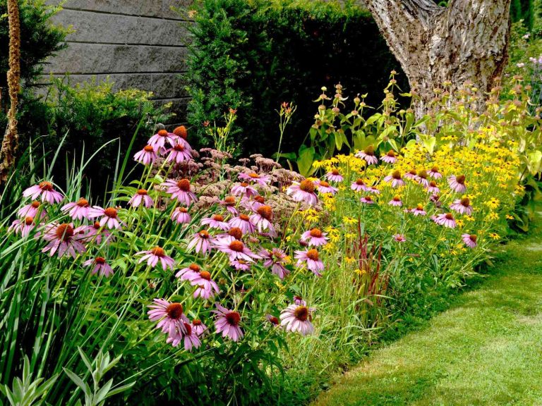 Drought Tolerant Landscaping Ideas Australia: A Practical Guide